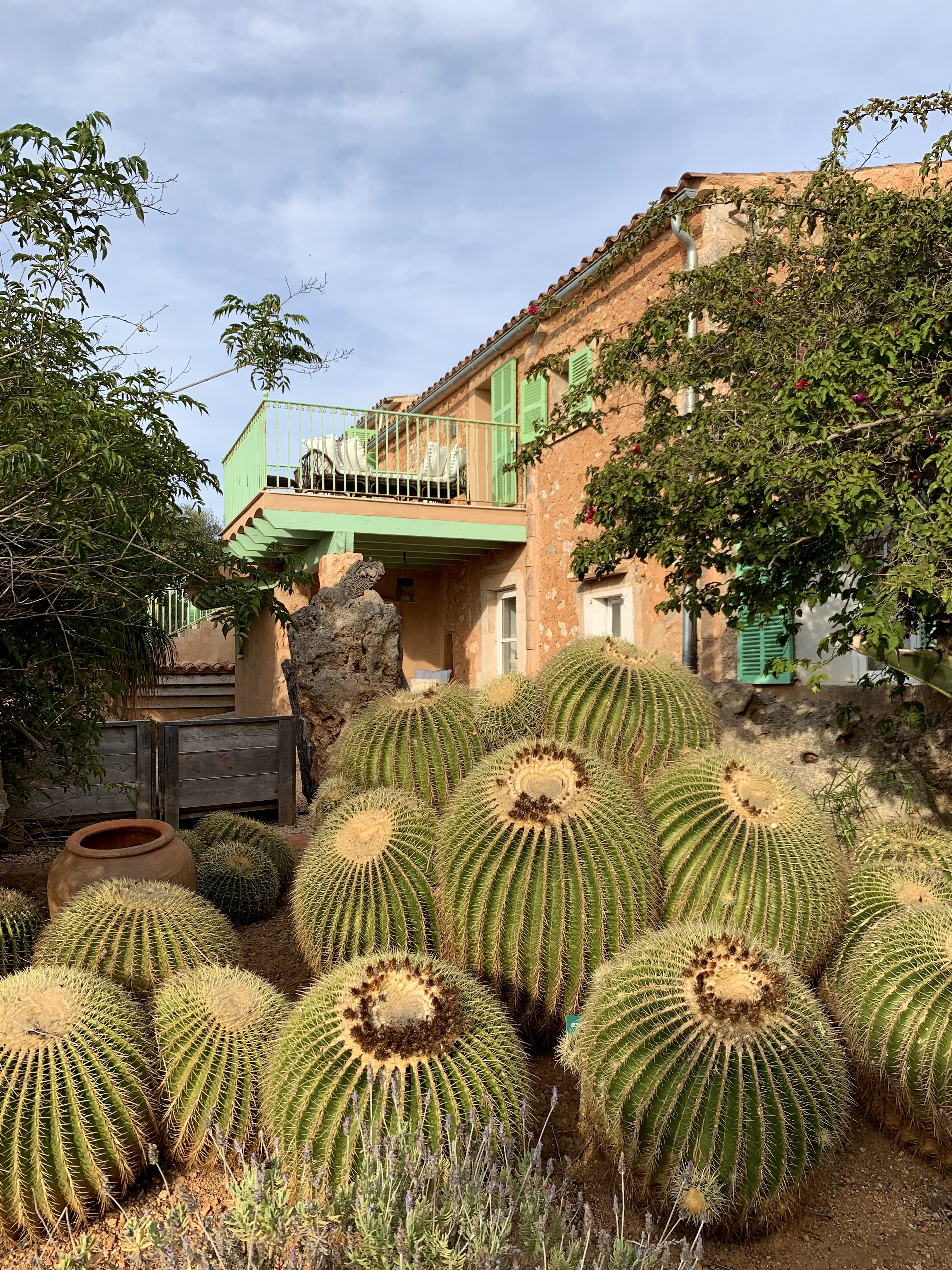 There are many cactuses around the property, it adds a special feel!