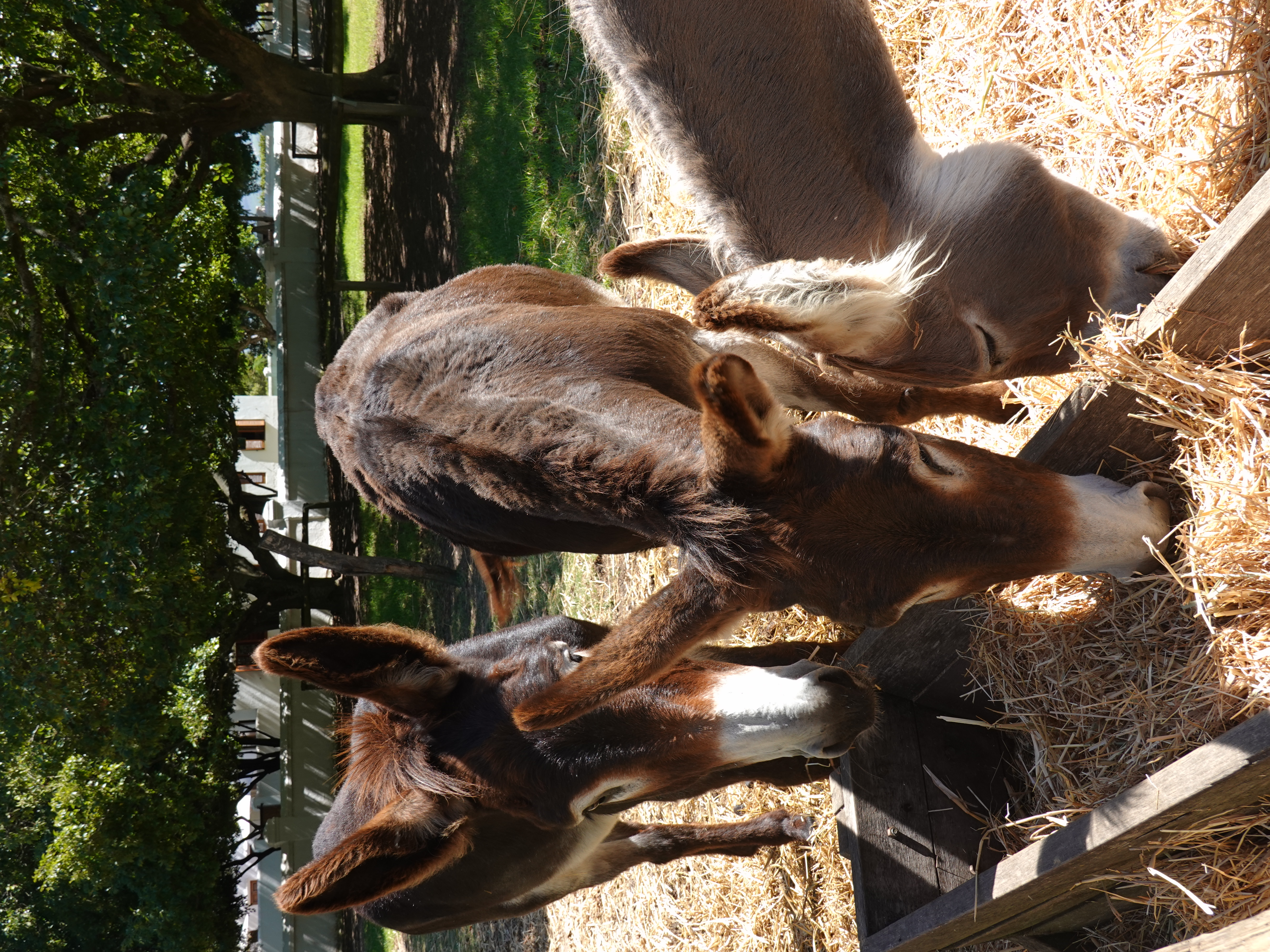 Babylonstoren donkeys