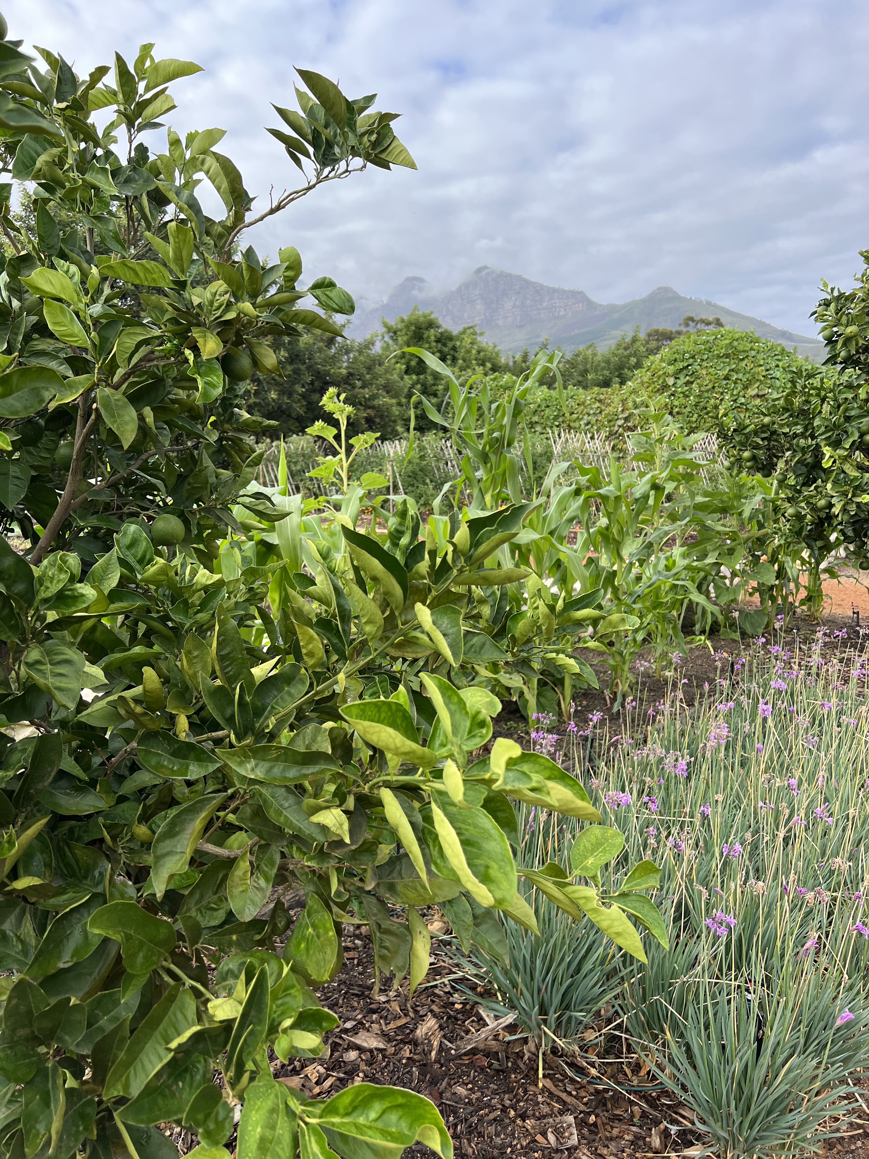 The garden at Babylonstoren