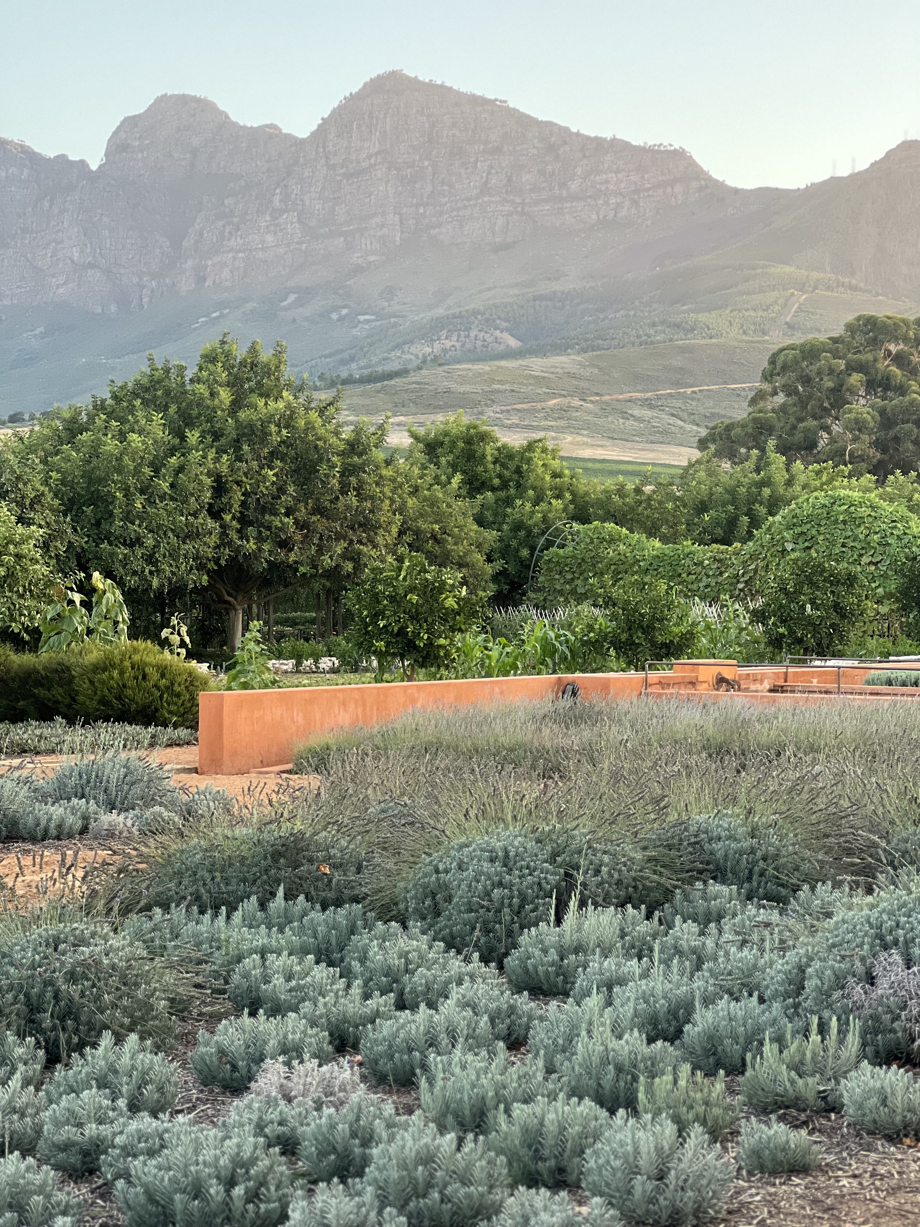 The stunning views at Babylonstoren