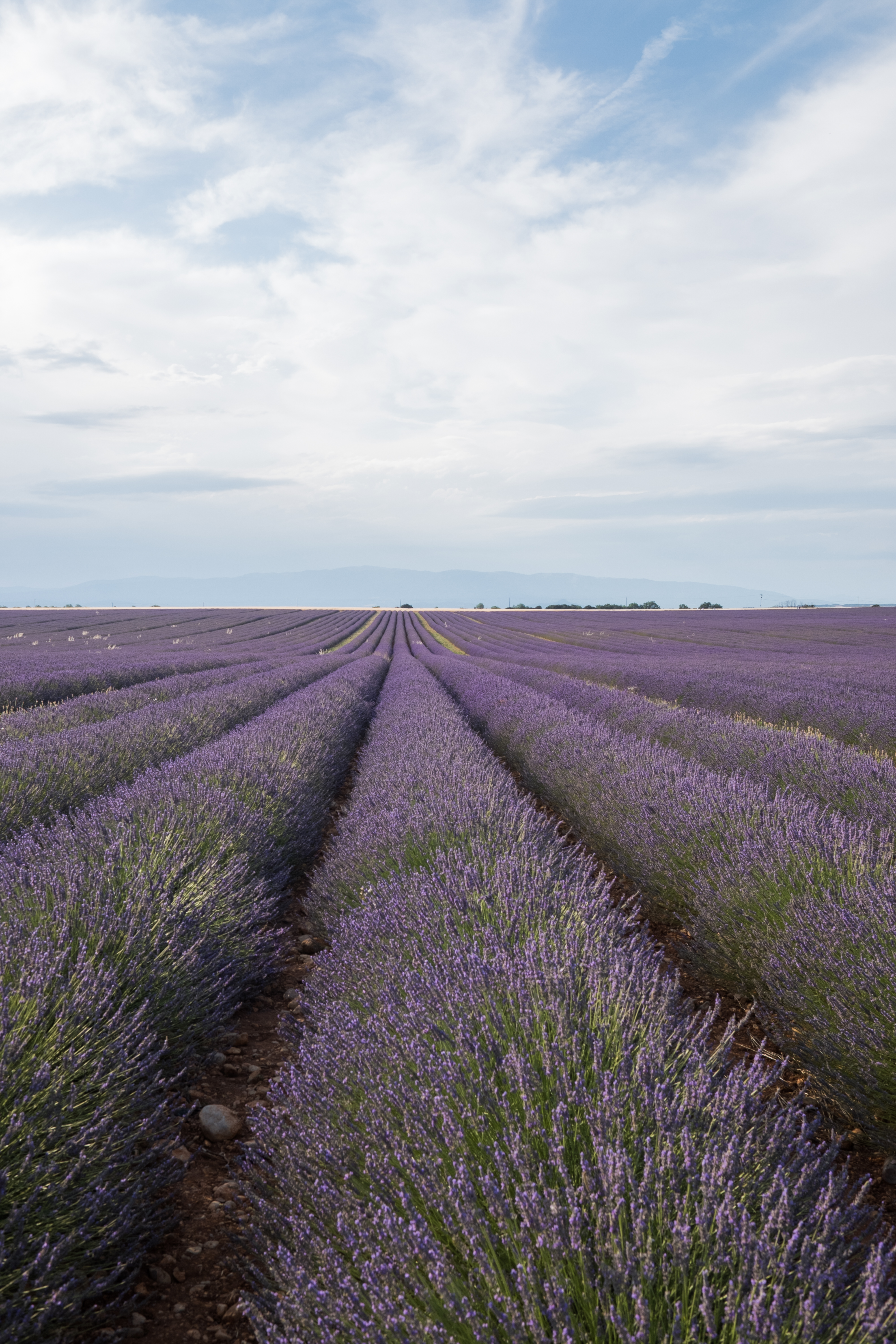Lavender fields in South of France /Photo Credit Sonia Mota
