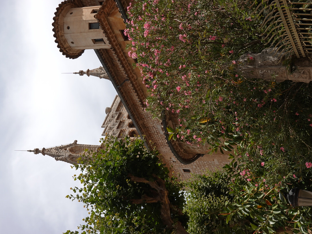 Soller in bloom