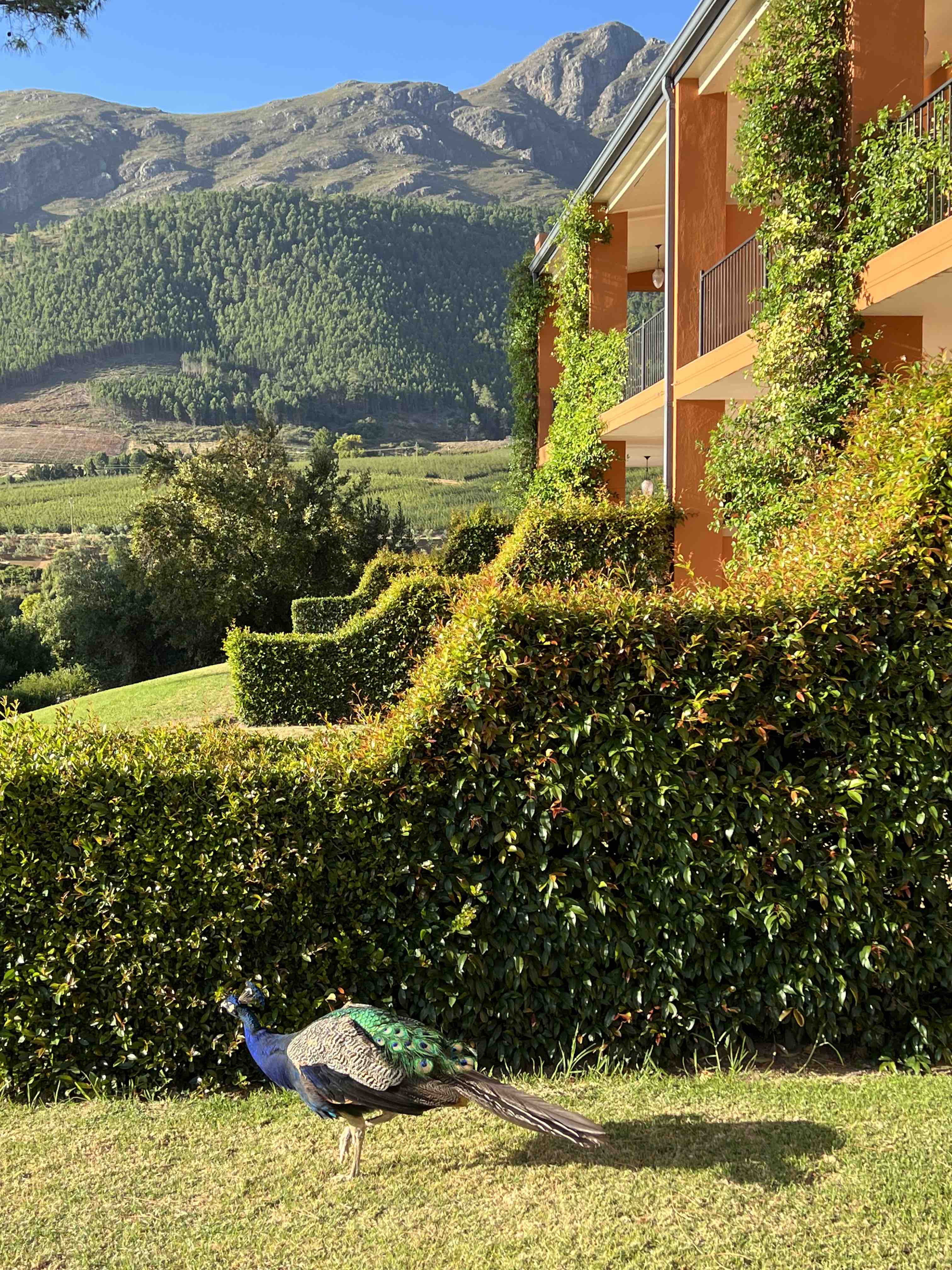 The views from La Residence restaurant in Franschhoek include peacocks walking freely around the property